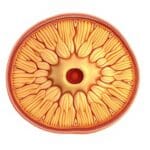 Pineal 10X Side Effects, Safety, and Who Should Avoid It: Complete 2025 Guide